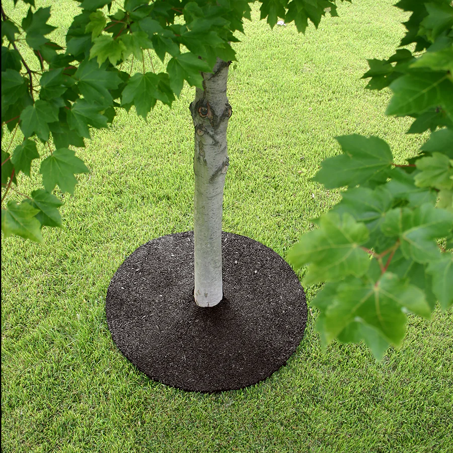 24" Rubber Tree Ring - Image 8