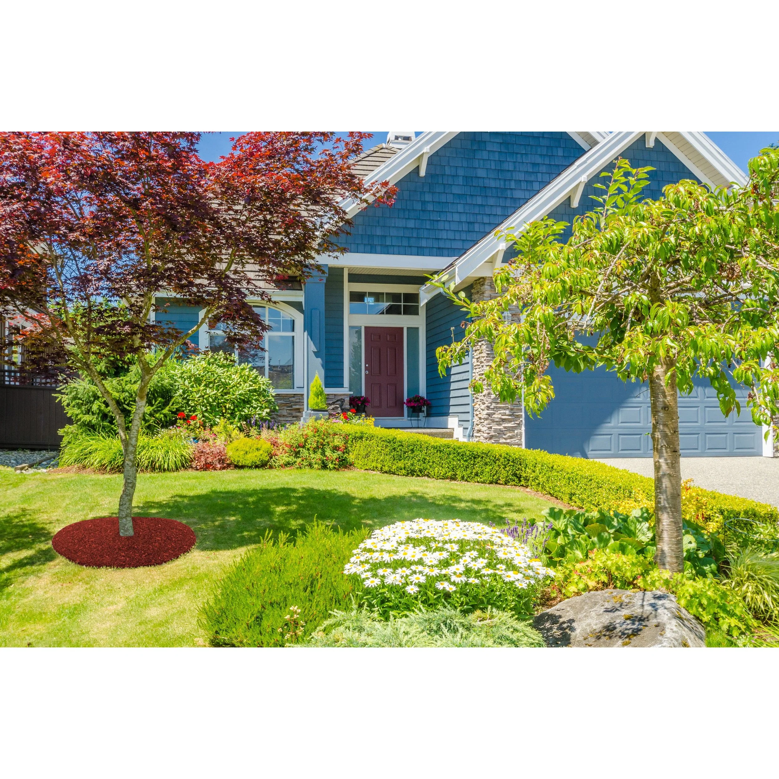 36" Rubber Tree Ring - Image 10